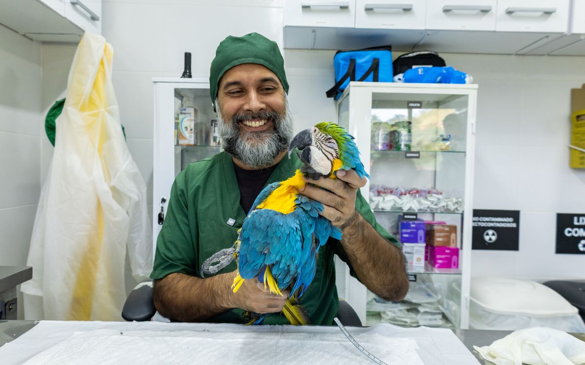 Araras-canindés voltam à Floresta da Tijuca após dois séculos de extinção. Foto: Divulgação/Flavia Zagury