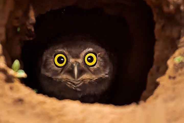 Coruja-buraqueira (Athene cunicularia): Em vez de construir ninhos em árvores, essa coruja cava buracos no chão para criar seu lar. Ela também se apropria de tocas abandonadas de outros animais, como tatus, e costuma decorar a entrada com esterco para atrair insetos que ela come.
 Reprodução: Flipar