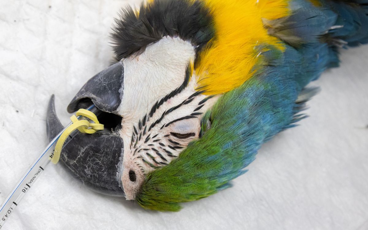 Araras-canindés voltam à Floresta da Tijuca após dois séculos de extinção. Foto: Divulgação/Flavia Zagury