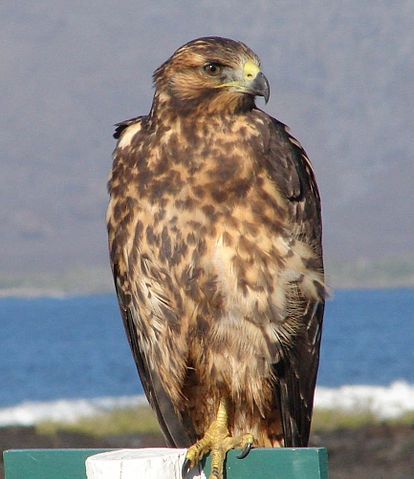 Falcão das Galápagos 