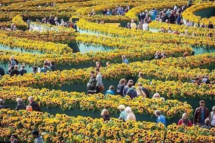 Um labirinto feito em homenagem ao pintor holandês Vincent Van Gogh chama a atenção na Holanda. A atração é composta por mais de 120 mil girassóis e fica bem em frente ao museu especializado nas obras do artista, em Amsterdã. Reprodução: Flipar