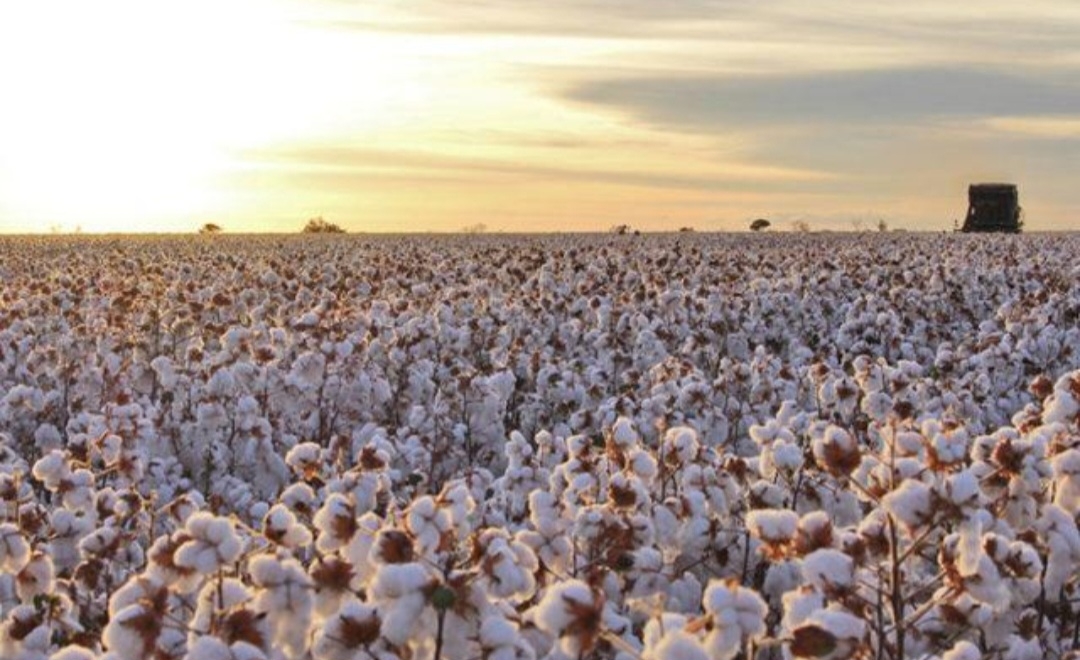 Cerca de 65% do algodão brasileiro são de segunda safra, ficando entre as colheitas de soja e milho. Daí o predomínio de Mato Grosso, Bahia e Goiás.  Reprodução: Flipar