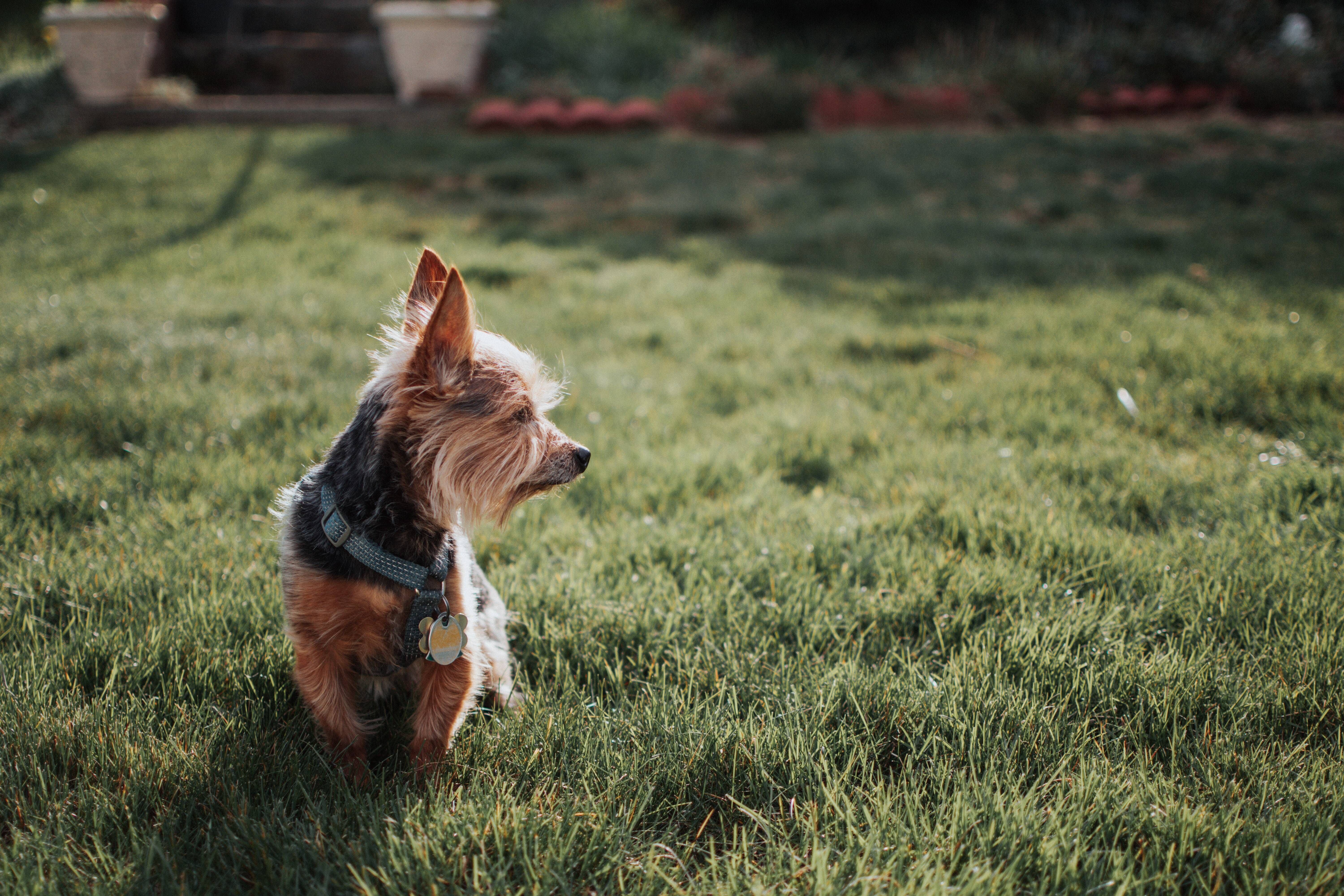 Esses cães não devem ser criados fora de casa, mas precisam de atividades ao ar livre. Foto: Kaylin Pacheco/Unsplash