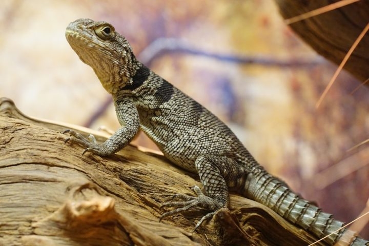 A iguana-de-cauda-espinhosa tem como características a cauda coberta de espinhos e uma aparência mais robusta, além de ser extremamente ágil, escalando árvores e rochas com facilidade. Reprodução: Flipar