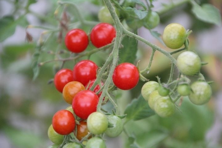 Os agricultores italianos se dedicam a cultivar tomates de alta qualidade, utilizando técnicas aprimoradas ao longo de gerações. Reprodução: Flipar