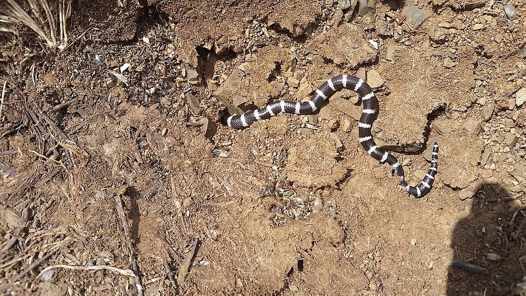 Essa cobra australiana aparece, principalmente, no norte e no leste do país.  Ela tem hábitos noturnos e se adapta a diferentes habitats: desde floresta até deserto. Gosta de se esconder debaixo de rochas e troncos. 