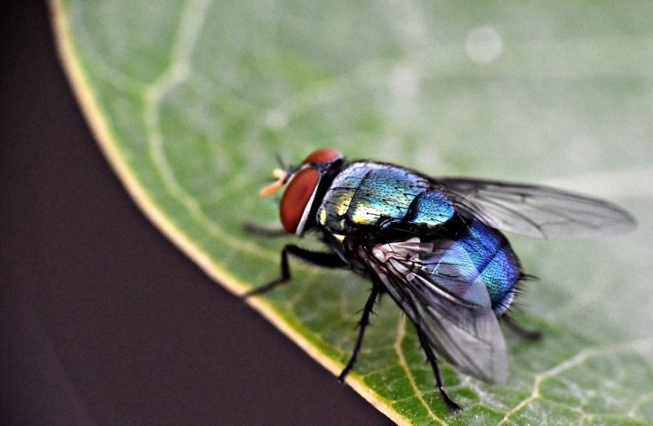 As moscas, especialmente a mosca doméstica (Musca domestica), são insetos dípteros (possuem apenas um par de asas) que convivem intimamente com os seres humanos há milênios.  Reprodução: Flipar