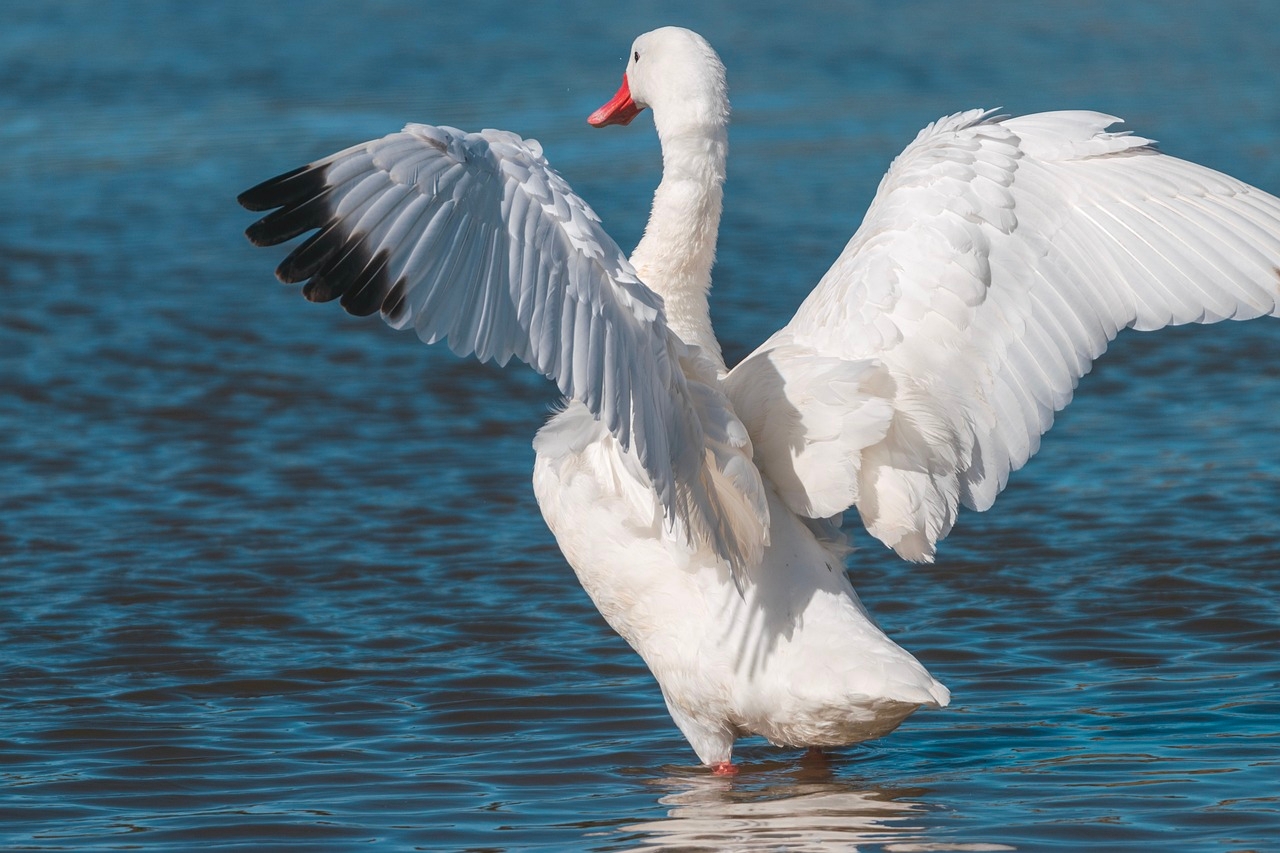 Em grande parte dos mitos e das culturas espalhadas por todo o mundo, o cisne branco é um animal associado à pureza e à luz, enquanto que o cisne negro se associa ao oculto e ao misterioso. Reprodução: Flipar