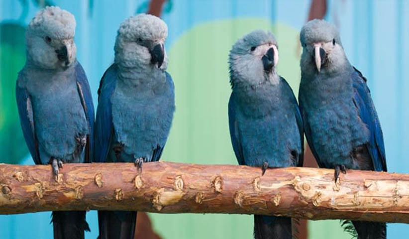 Ararinha Azul - Espécie endêmica do norte da Bahia, sofreu com a caça e com o corte indiscriminado de árvores da caatinga e chegou a ser considerada extinta em 2020. Mas em junho de 2022  oito aves dessa espécie foram trazidas da Alemanha para reintrodução no Brasil.  Reprodução: Flipar