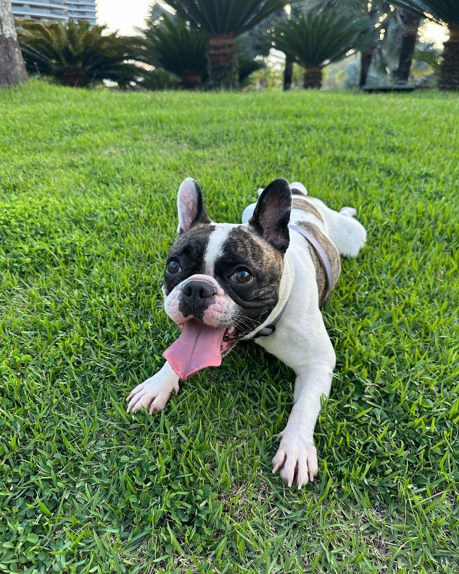 A pug Zoe da apresentadora Patrícia Ramos. Foto: Reprodução/Instagram 10.08.2023