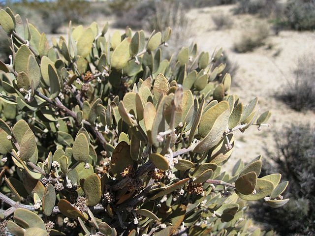 Óleo de jojoba – Extraído das sementes da jojoba, tem composição semelhante ao sebo natural da pele. Presente em hidratantes faciais, shampoos e óleos para barba.
 Reprodução: Flipar