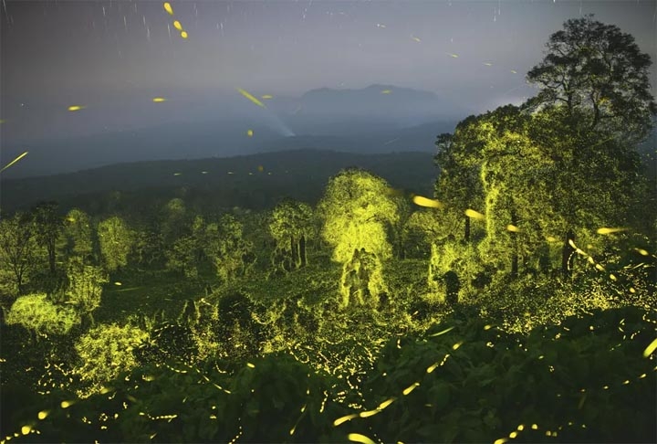 Categoria “Invertebrados” - Essa foto, do fotógrafo indiano Sriram Murali, flagrou uma floresta completamente “dominada” por vagalumes durante à noite. Esses animais, que na verdade são besouros, são famosos por atrair parceiros por meio da bioluminescência. 