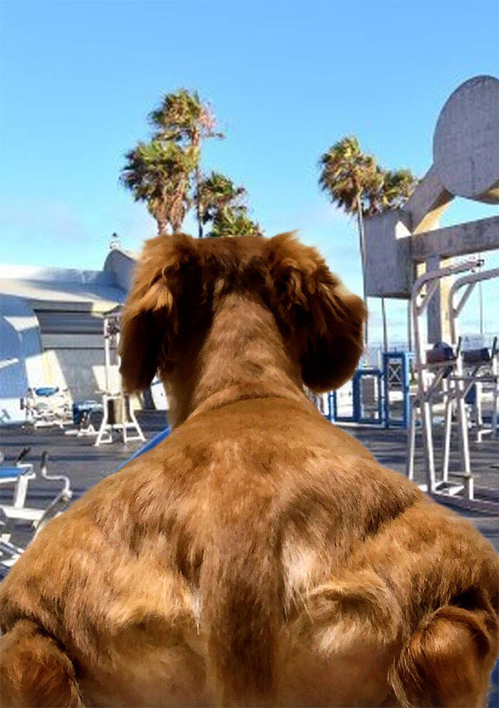 Ilusão de óptica de cão musculoso bomba no twitter e vira meme; veja. Foto: Reprodução/Twitter