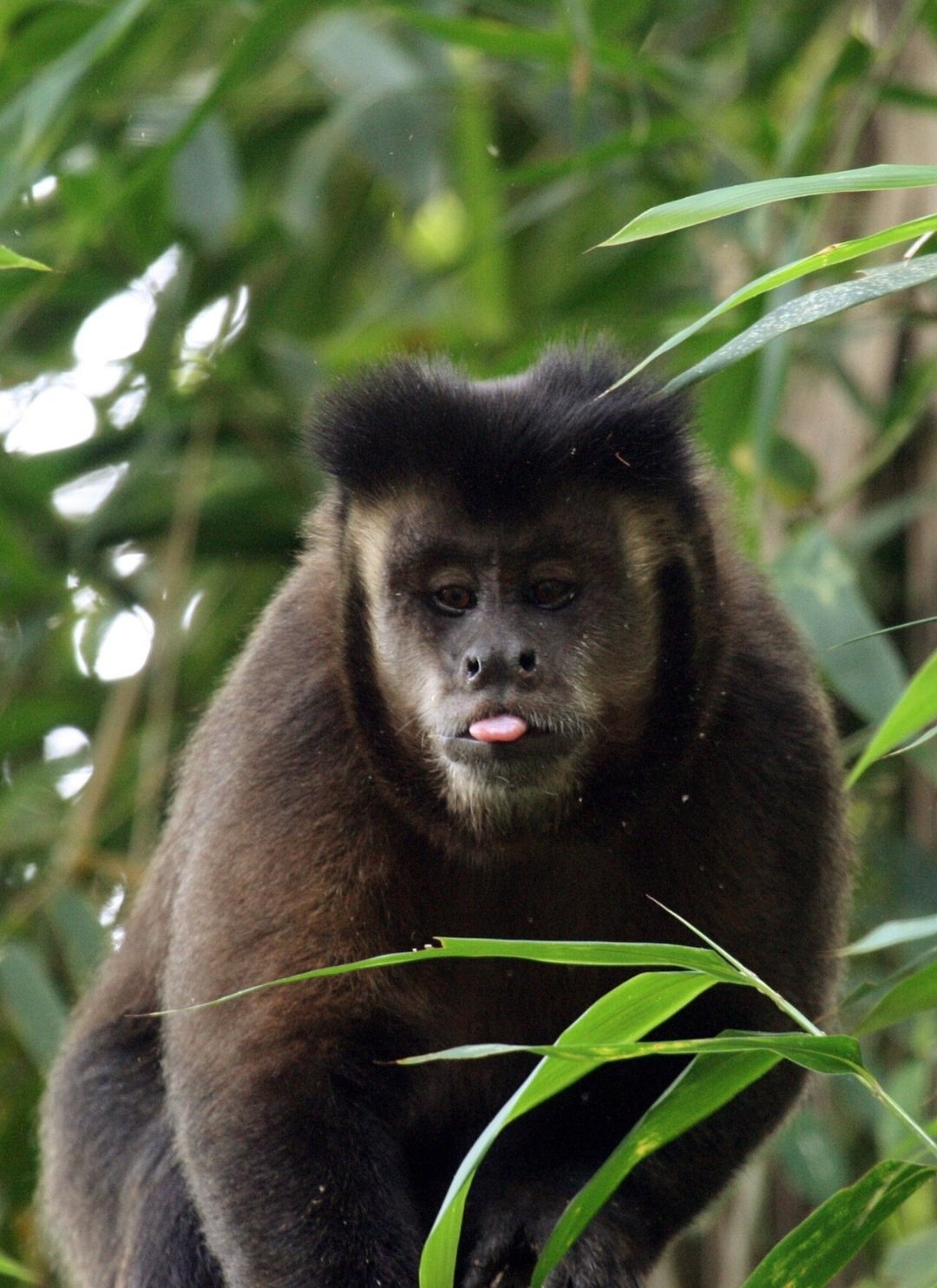 Esse macaco não está em risco de extinção mas enfrenta dificuldades com a fragmentação do habitat.  Por outro lado há espécies que estão sob ameaça.  Reprodução: Flipar