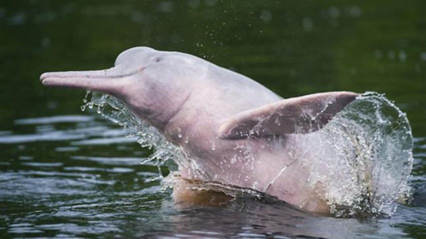 Boto Cor-de-Rosa - O maior golfinho de água doce vive na Amazônia e faz parte, inclusive, da cultura popular: o folclore de que se transforma em homem que atrai as mulheres. Tem sido vítima de pesca predatória.  Reprodução: Flipar