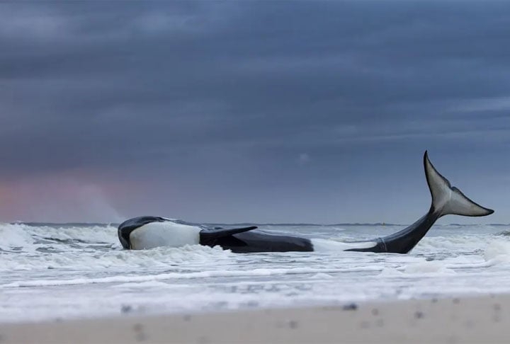 Categoria “Oceanos: a grande imagem” - Em Cadzand-Bad, na Holanda, o fotógrafo Lennart Verheuvel capturou os últimos momentos dessa orca, que estava encalhada nas areias de uma praia.