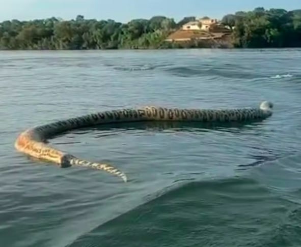 Viralizou nas redes sociais o momento em que um comerciante esbarra com uma cobra gigante na superfície de um lago do Rio Tocantins.  Reprodução: Flipar