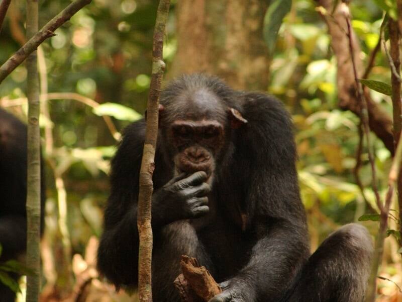 Chimpanzé usa martelo de madeira para quebrar nozes  MPI f.Evolutionary Anthropology/Sonja Metzger 