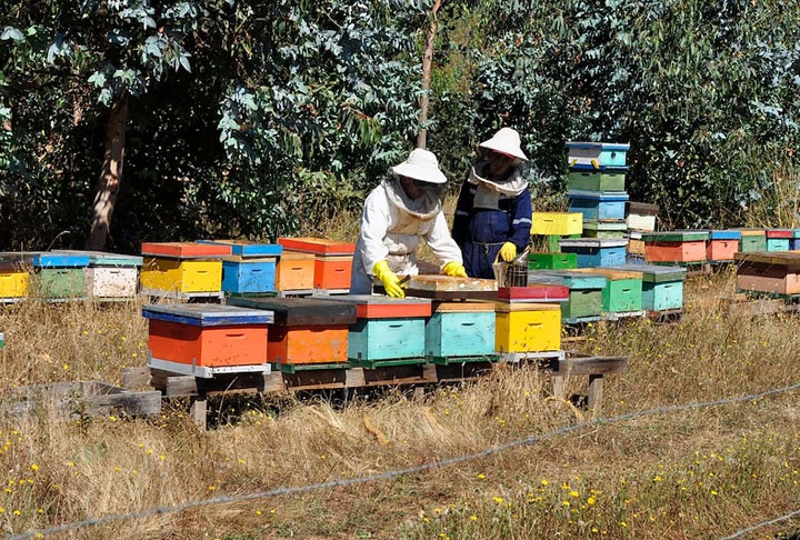 Embora o mel seja o principal produto obtido, obtém-se também outros: a própolis que é produzida pelas abelhas para vedar e defender a colmeia de contaminações Reprodução: Flipar