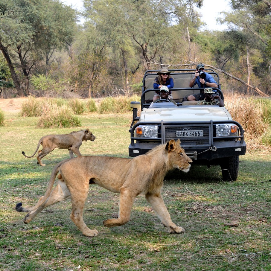 Turistas admiram vida selvagem durante safári na Zâmbia. Foto: Reprodução/Instagram 25.08.2023