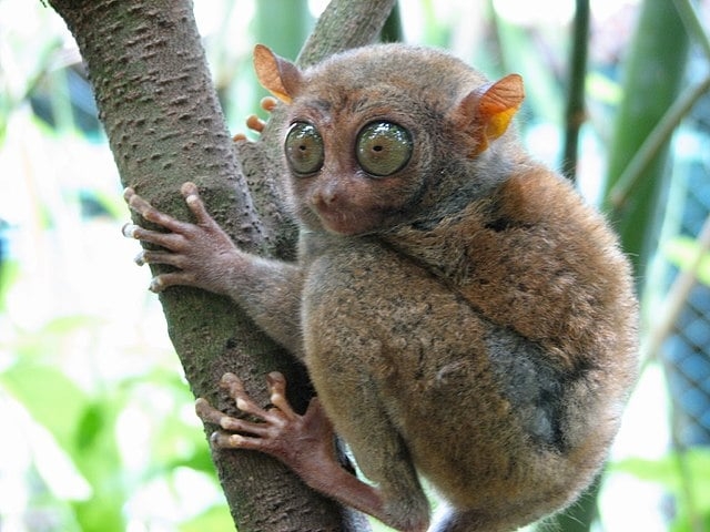 O tarsius, pequeno primata, tem olhos proporcionalmente grandes, que garantem excelente visão noturna. Isso é essencial para caçar insetos e pequenos vertebrados durante a noite. Reprodução: Flipar