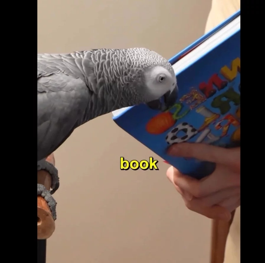 Ele logo identificou também um livro que estava na mão do seu criador. O papagaio recebe treinos diários com o método de treinamento Modelo/Rival de Irene Pepperberg, famosa por treinar  Alex, outro papagaio-cinzento com capacidades cognitivas que impressionaram. 

 Reprodução: Flipar
