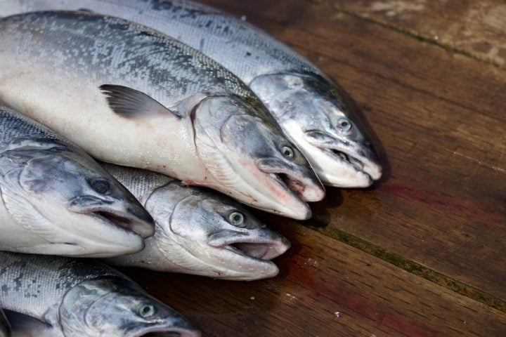 Salmão: O salmão é um peixe muito apreciado por aqueles que desejam uma refeição mais refinada, mas que agrada a todos os gostos. Reprodução: Flipar