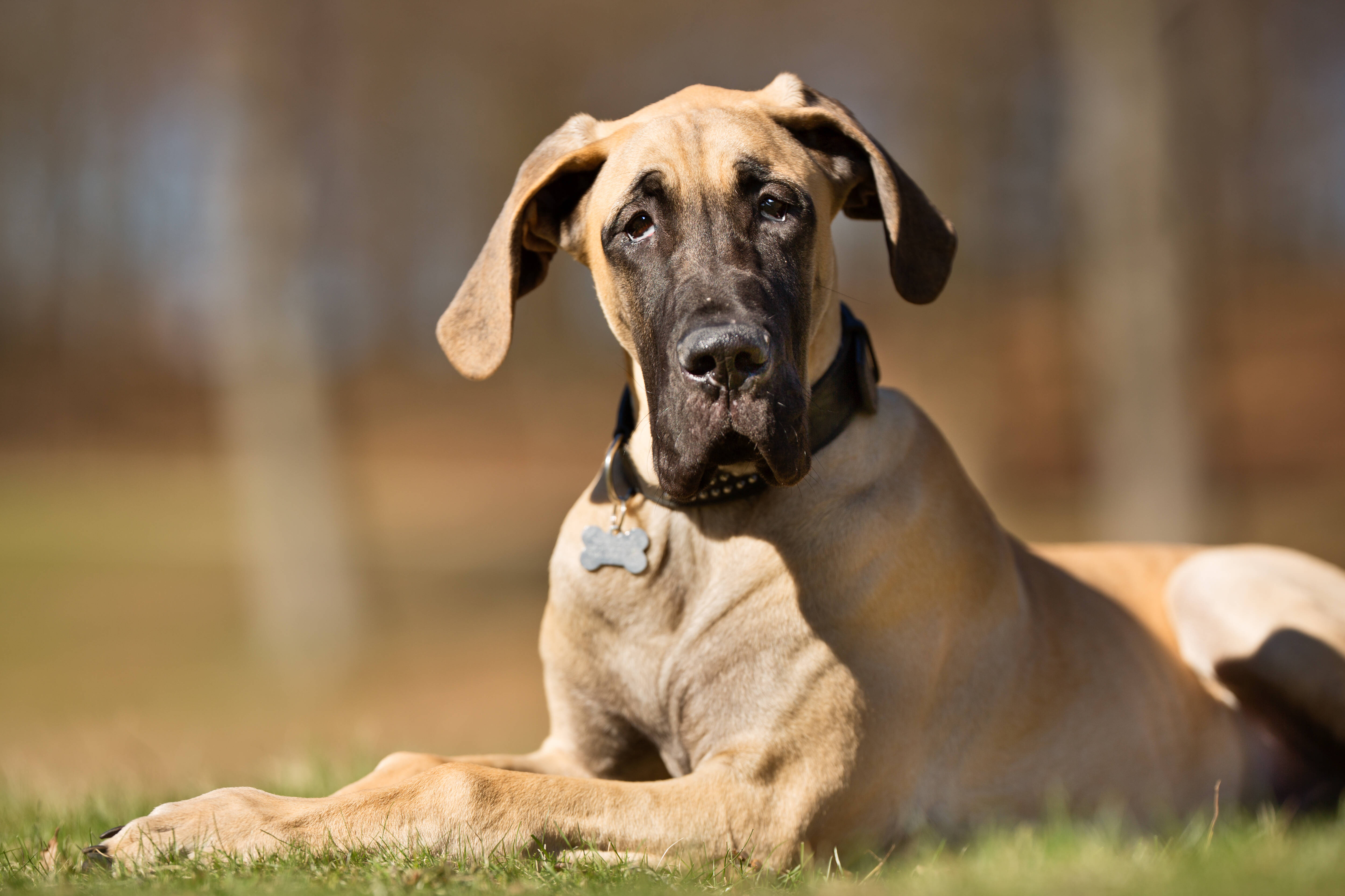 O Dogue Alemão está entre as raças com maior predisposição a Síndrome de Wobbler. Foto: shutterstock 