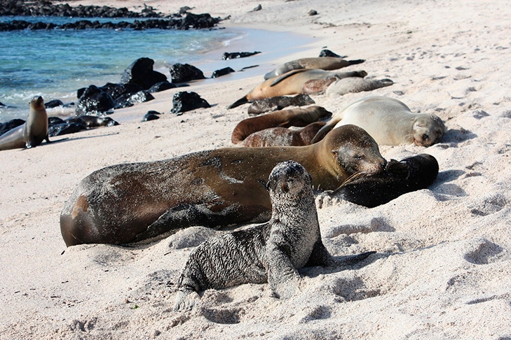Também chamado de lobo marinho, faz a reprodução em local rochoso ou arenoso. Tem apenas um filhote por ano e não migra.  Alimenta-se à noite, quando as presas se aproximam da superfície do mar. Gosta de peixe-pescador. 