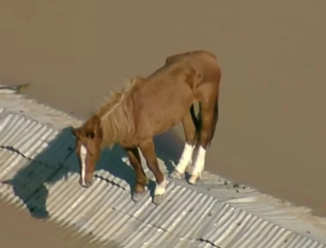 Caramelo ficou mais de 24 horas em pé em cima de um pedaço estreito do telhado de uma casa coberta pelas águas da enchente. A imagem correu o país e tornou-se uma espécie de símbolo da tragédia.  Reprodução: Flipar