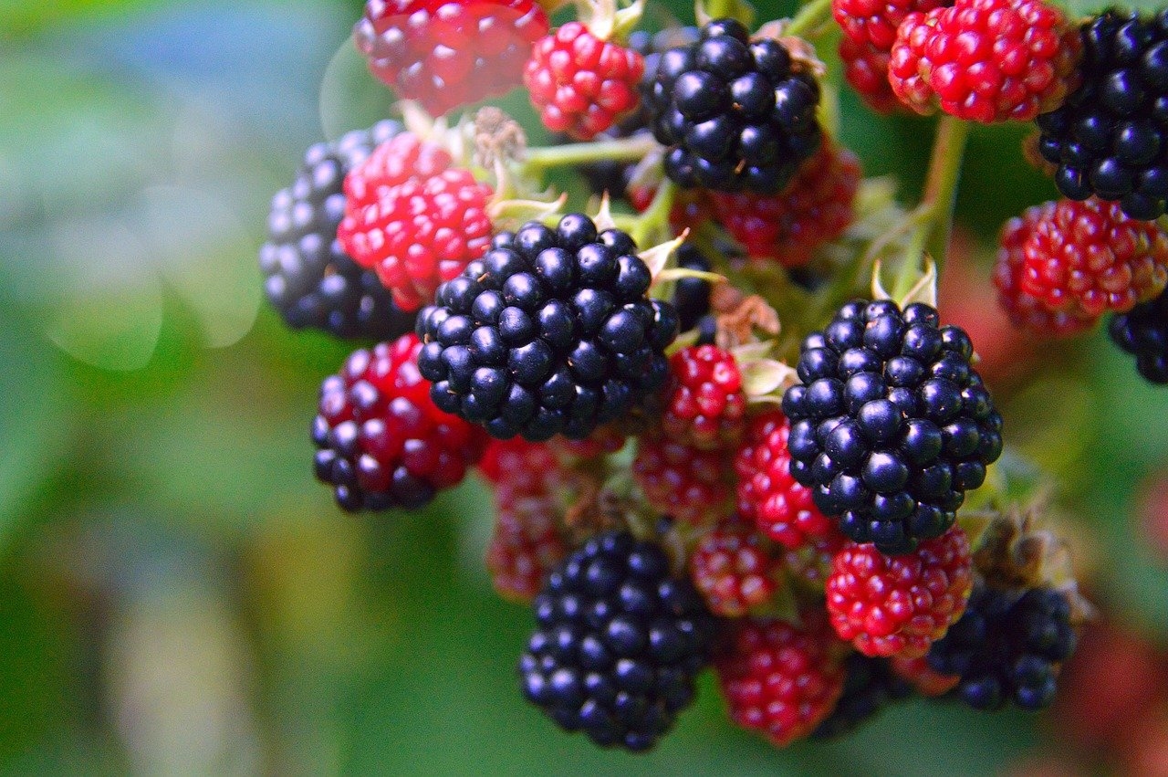 Amora - A fruta é rica em pectina e tem um sabor intenso. A geleia preparada com amora é densa e aromática. Reprodução: Flipar