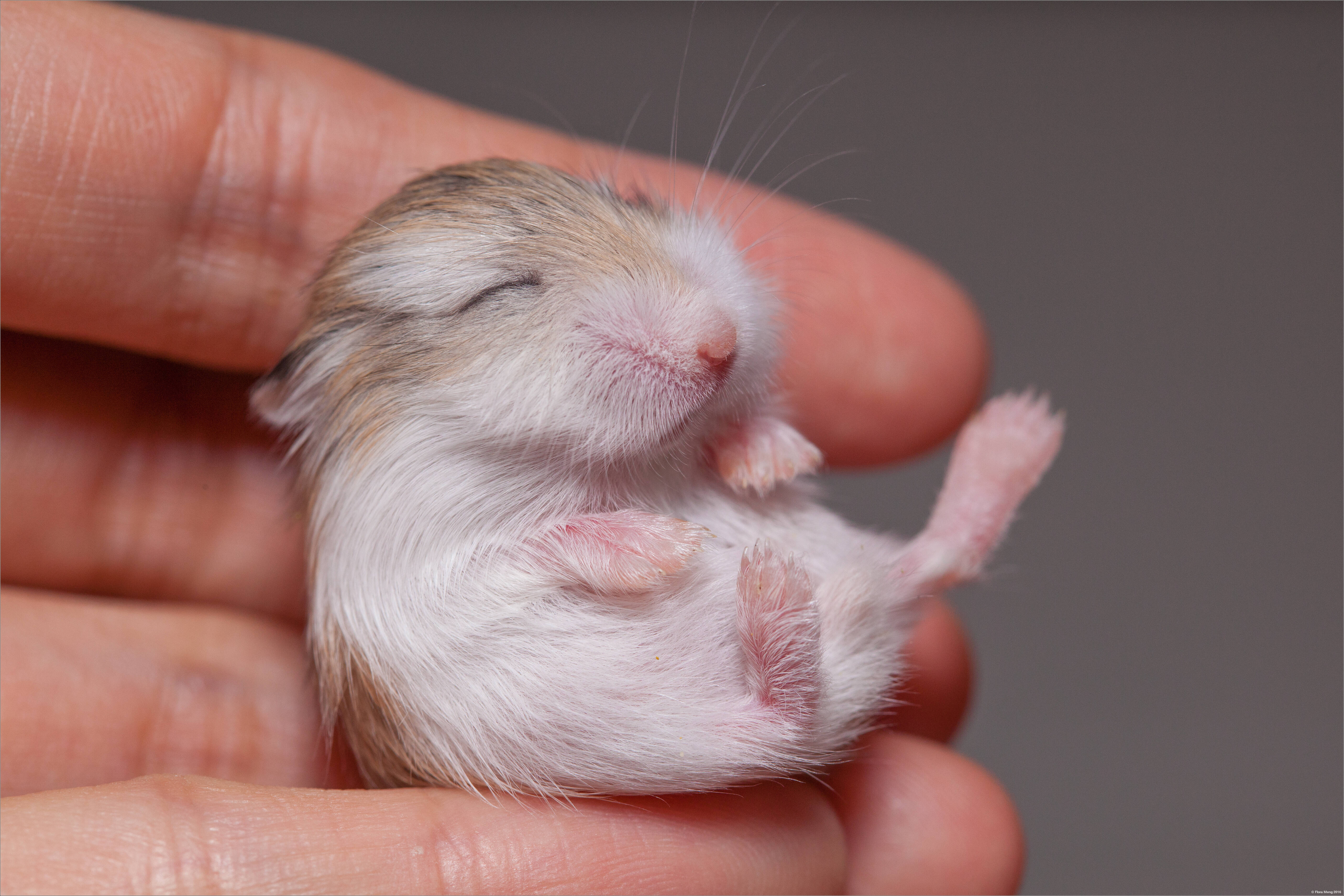 Os sintomas de insolação em hamster são variados, como desidratação, queimaduras na pele, dores de cabeça, tontura, febre e, em casos mais graves, perda de consciência. Foto: reprodução shutterstock
