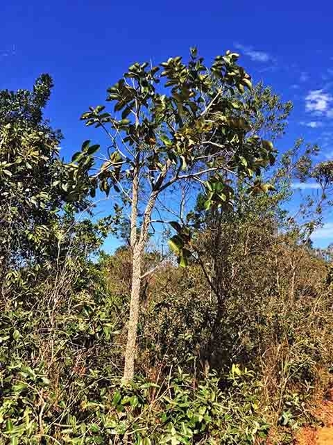 Em relação à planta deste produto, ela é adaptada aos solos ácidos e pobres em nutrientes e cresce naturalmente nos cerrados do Centro-Oeste e Sudeste do Brasil, incluindo Minas Gerais, São Paulo, Paraná, Maranhão, Tocantins, Pará, Bahia e Piauí. Reprodução: Flipar
