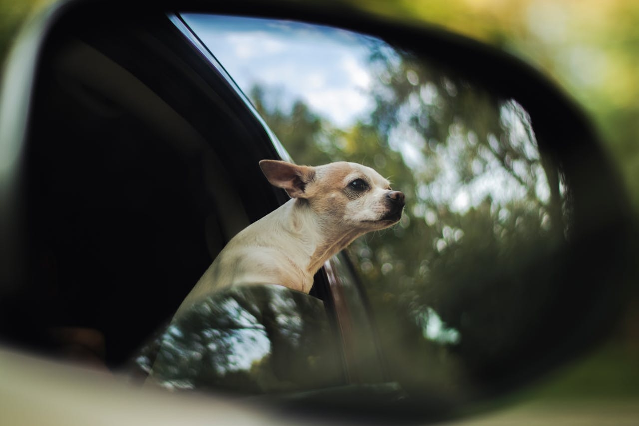 O Chihuahua é um cão muito afetuoso com seu dono, frequentemente formando um forte laço com a pessoa que cuida dele. Embora seja uma raça pequena, muitos Chihuahuas são extremamente protetores e podem ser desconfiados com estranhos.  Reprodução: Flipar