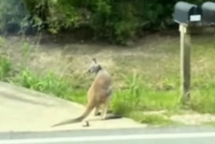O marsupial, chamado Baxter, foi visto andando pelas ruas e acabou sendo recuperado e levado de volta para casa. O fato acabou chamando atenção das autoridades já que um canguru que não pode ser criado em ambiente doméstico nos EUA.  Reprodução: Flipar