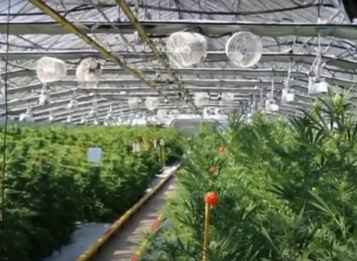 Essa medida tem como objetivo ajudar as pessoas que precisam do tratamento, mas não têm condições de pagar, seja pela produção local feita por associações de cultivo, seja pela importação. Reprodução: Flipar