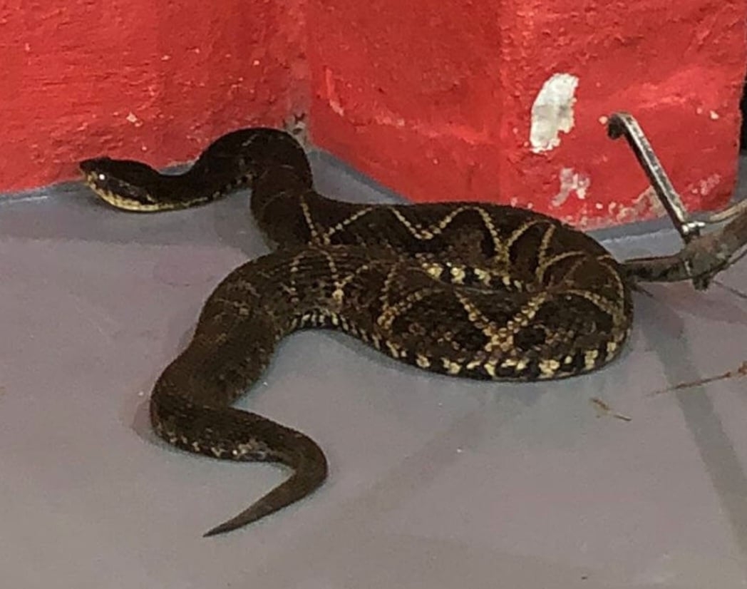 Recentemente, uma cobra venenosa foi capturada numa casa em São José, na Grande Florianópolis. Com 1,80 m, a serpente da espécie Jararacuçu estava no telhado e foi pega pelos bombeiros.  Reprodução: Flipar