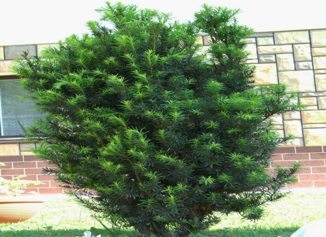 Teixo (Taxus baccata): Nativo da Europa, cresce em regiões temperadas. Todas as partes da planta, exceto o arilo, contêm taxina, uma toxina que pode causar parada cardíaca.
 Reprodução: Flipar