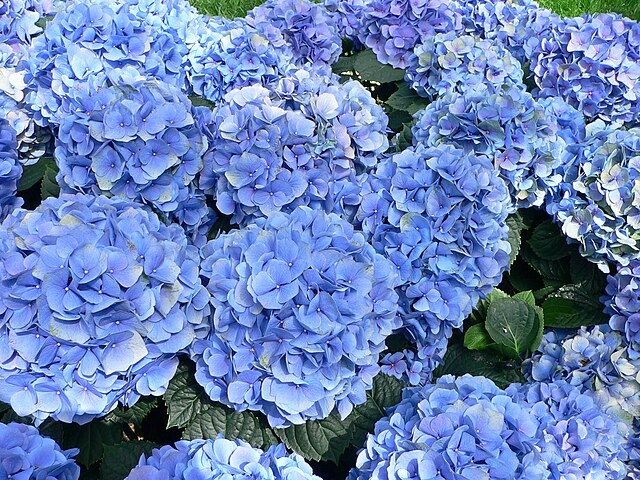 Hortênsia (Hydrangea macrophylla): Nativa do Japão e China, é amplamente cultivada em jardins. Suas flores contêm substâncias que podem liberar cianeto quando ingeridas, causando intoxicação.
 Reprodução: Flipar