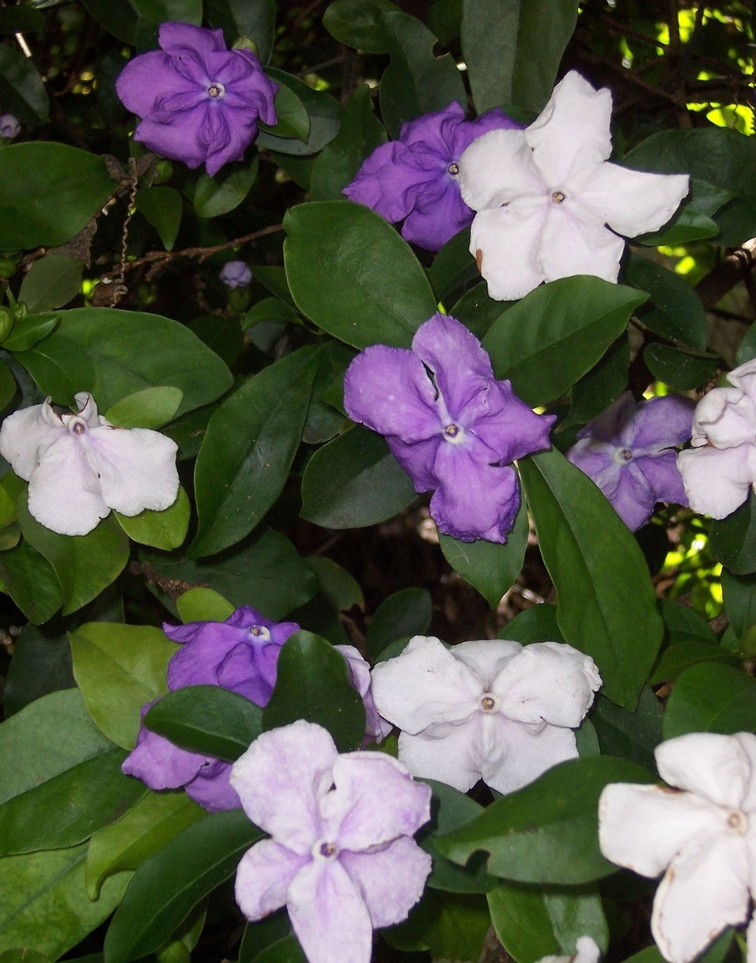 Manacá-de-jardim (Brunfelsia uniflora): Originária da América do Sul, é cultivada como ornamental. Possui toxinas que afetam o sistema nervoso, causando convulsões e vômitos.
 Reprodução: Flipar