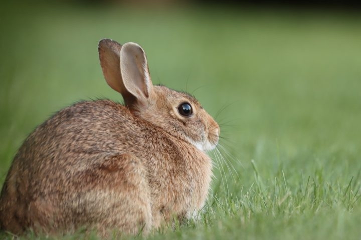 Uma curiosidade interessante é que os coelhos têm uma visão de quase 360 graus, o que lhes permite detectar predadores de todos os lados, inclusive de trás! Reprodução: Flipar