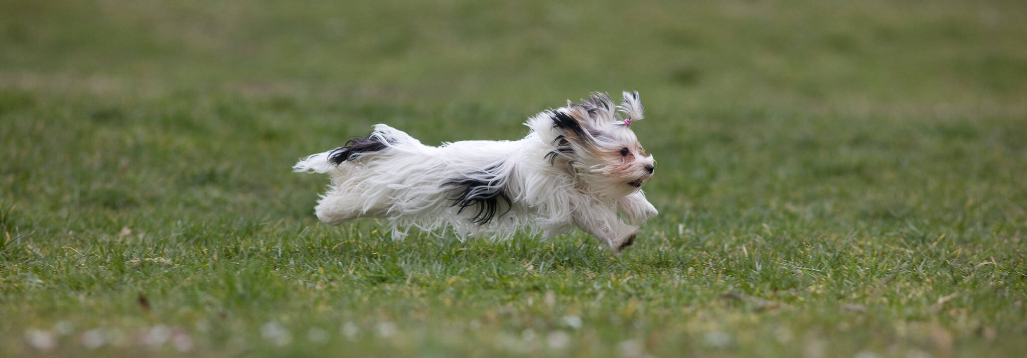 O Biewer é um cão pequeno, mas precisa de atividades fisicas para gastar energia, e ele tem muita. Foto: Borek Lupomesky/Flickr