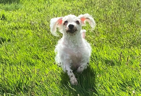 Larry agora está recebendo cuidados e aproveitando sua nova vida. Foto: Reprodução/RSPCA