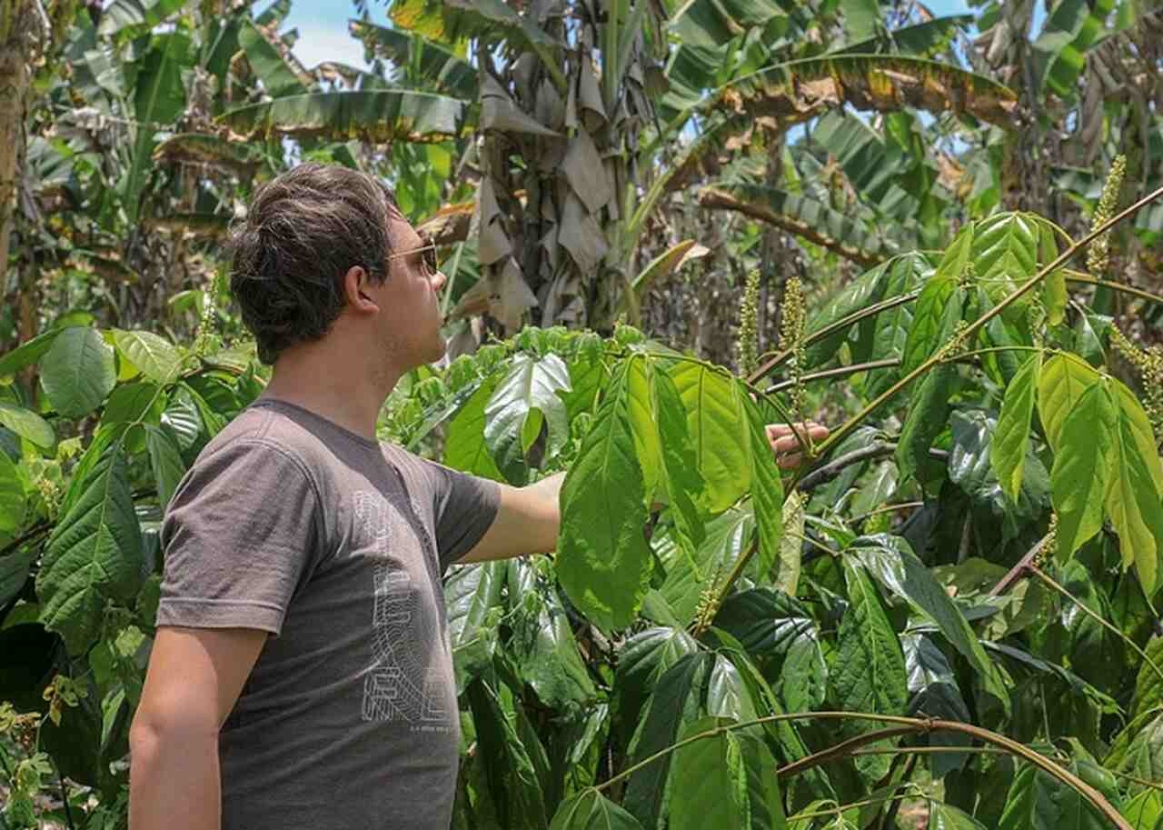 O guaraná é cultivado principalmente por pequenos agricultores, sendo uma atividade importante da agricultura familiar, e sua produção sustenta muitas famílias na região. Reprodução: Flipar
