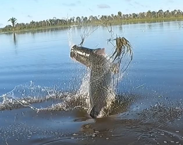 Em maio de 2023, bombou na web o vídeo de um youtuber brasileiro que se deparou com um pirarucu gigante. Fabio Fregona, o Baca, passou por uma saga que durou 20 minutos para pescar um animal de quase 2,5 metros e mais de 130 quilos.  Reprodução: Flipar