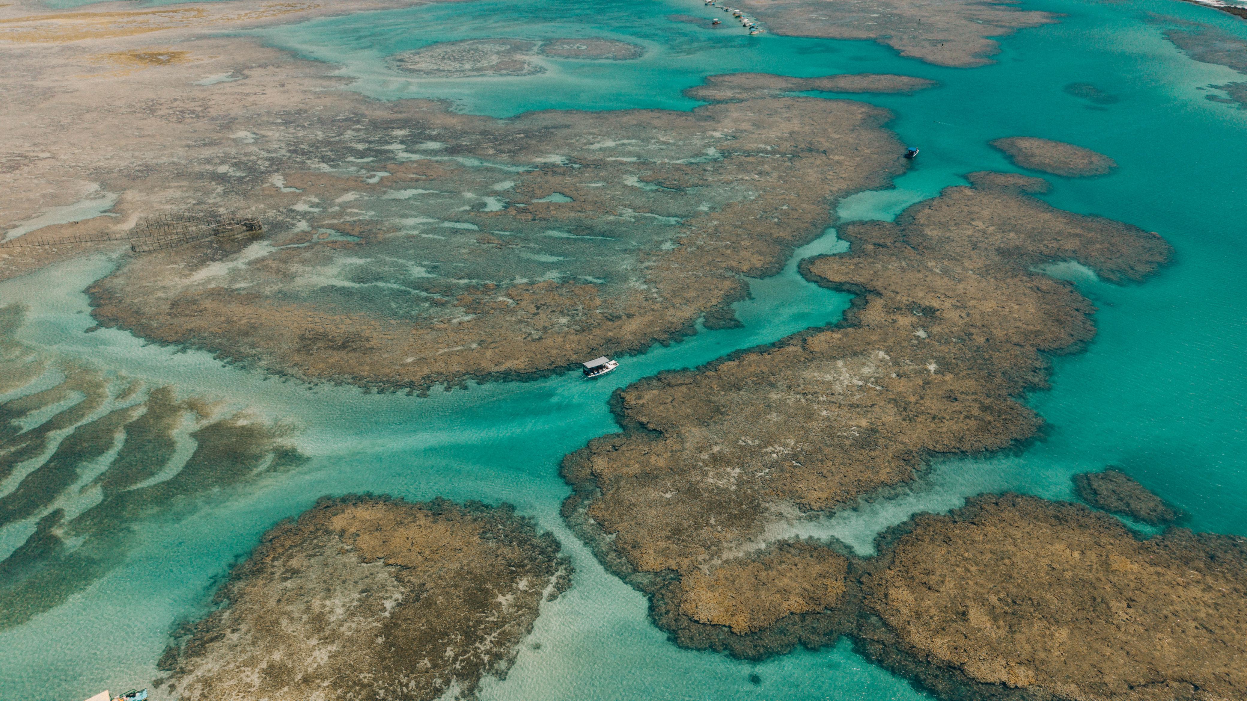 Corais de São Miguel dos Milagres, Alagoas. Foto: Divulgação / Nico Ferri - Tamo Junto