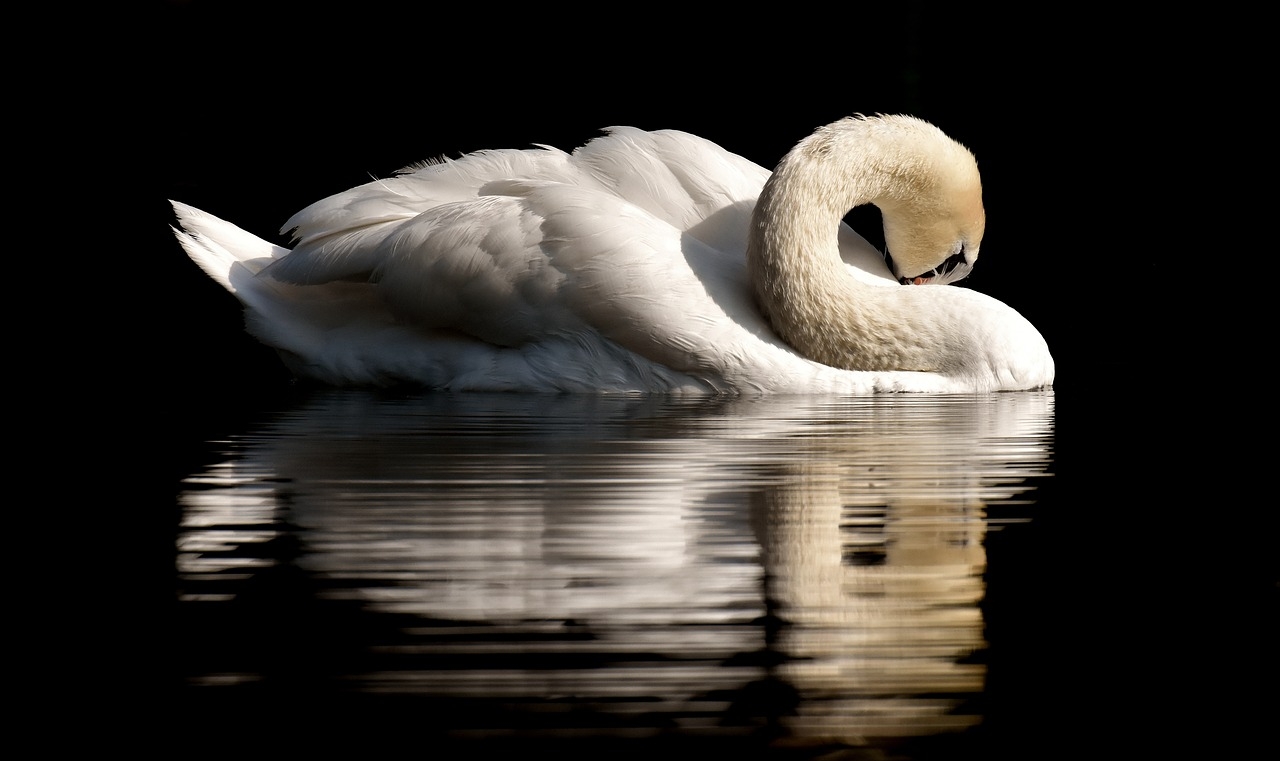 Assim como os patos, dois ou três dias após o nascimento, eles começam a nadar com a mãe ao redor do lago. Mas como eles ainda são muito jovens para conseguir sua comida, são os pais que os alimentam. Reprodução: Flipar