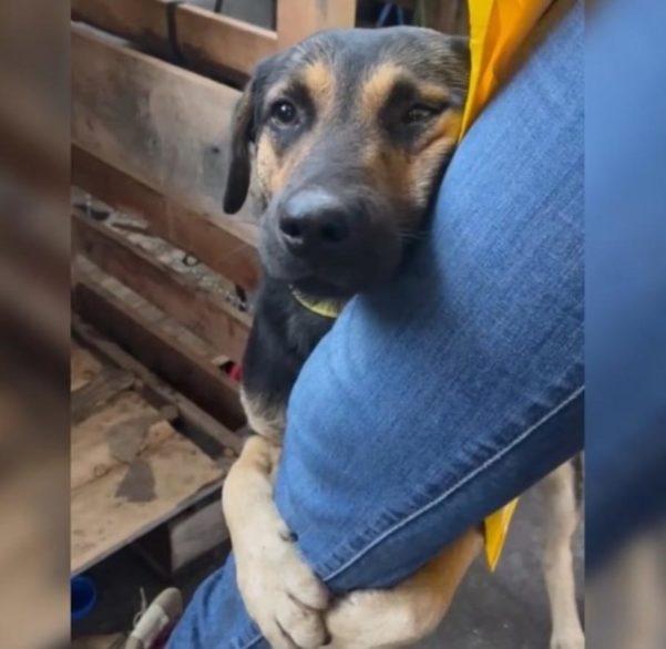 No sábado (11/05), um cãozinho resgatado das enchentes surpreendeu um grupo de voluntários ao abraçar a perna de uma veterinária.  Reprodução: Flipar