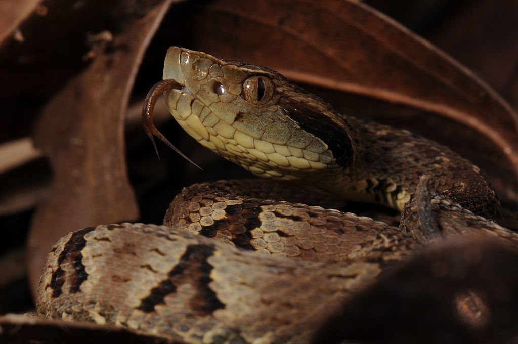  Jararaca-Ilhoa - O veneno dessa cobra é extremamente tóxico, mas afeta com mais gravidade as aves do que os mamífero. Mas ela só existe na Ilha da Queimada Grande, cuja visitação é proibida devido à infestação por serpentes, no litoral paulista.  Reprodução: Flipar