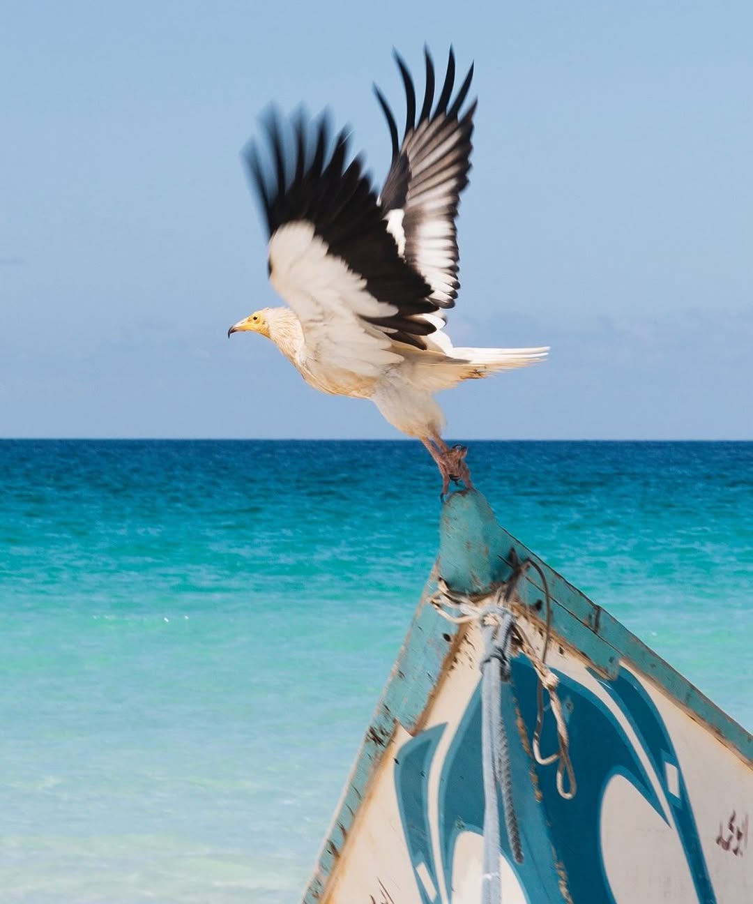 Anitta posta ave. Foto: Reprodução/ Instagram @Anitta